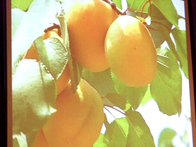 e0120402_142922100.jpg