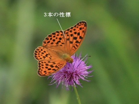 e0103903_20451941.jpg