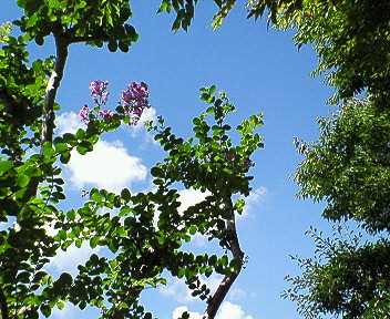 d0065116_20542217.jpg
