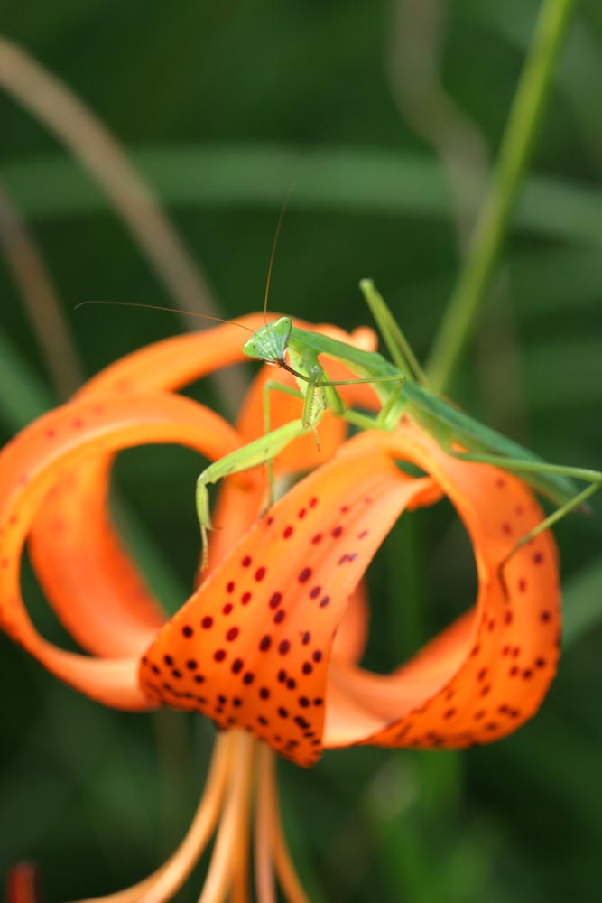 コオニユリとカマキリ_c0120527_0414651.jpg