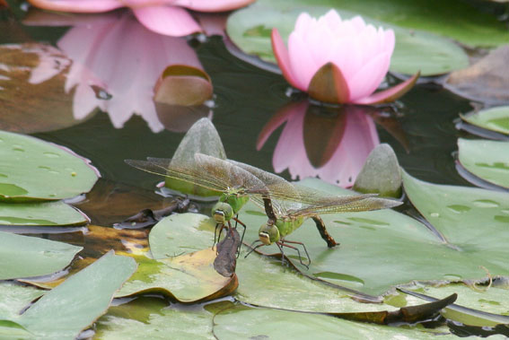 8月の昆虫：8月11日“トンボ・とんぼ・蜻蛉”_d0069235_031732.jpg