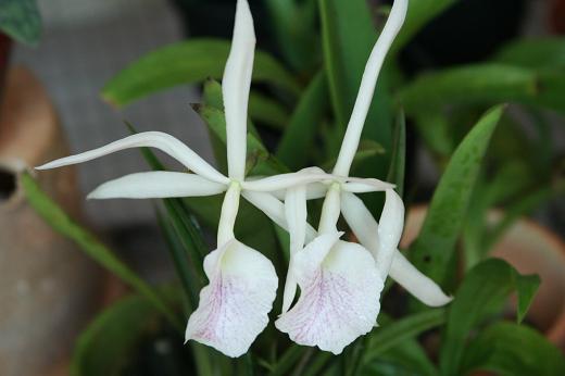 ラン科 Orchidaceae えるだまの植物図鑑 ラン科 Orchidaceae えるだまの植物図鑑