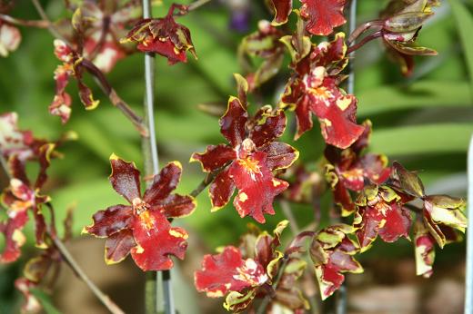 【洋書】フィリピン産ラン科植物 野生ラン・東南アジア産輸入植物 | shunsoen