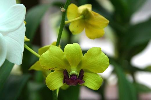 ラン科 Orchidaceae えるだまの植物図鑑 ラン科 Orchidaceae えるだまの植物図鑑