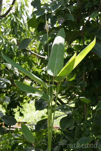 クズウコン科 Marantaceae えるだまの植物図鑑