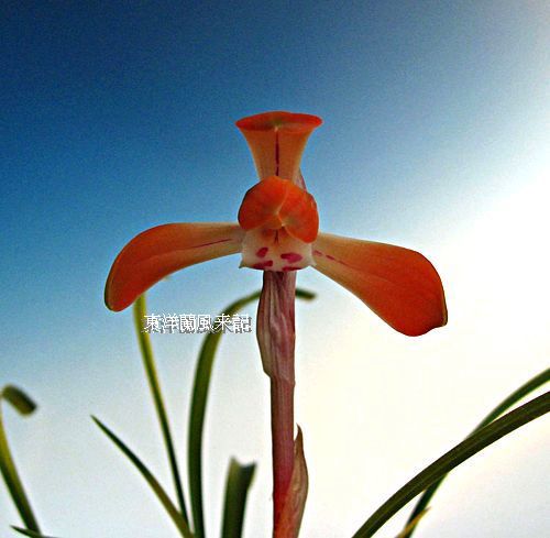 ◇東洋蘭・日本春蘭「紅貴の光」,、。 No．73 : 東洋蘭風来記奥部屋