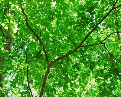 e0035757_2115022.jpg