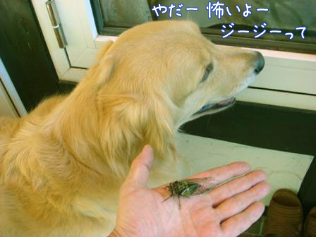 f0064906_175051.jpg