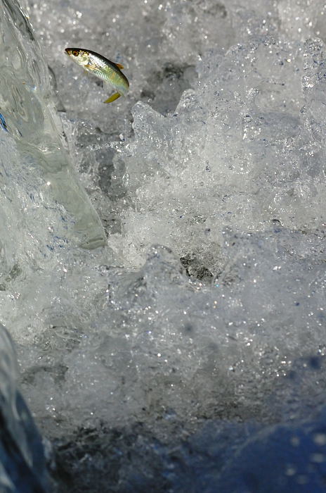 お盆の鴨川、やる気なし・・・・・_f0032011_2029371.jpg