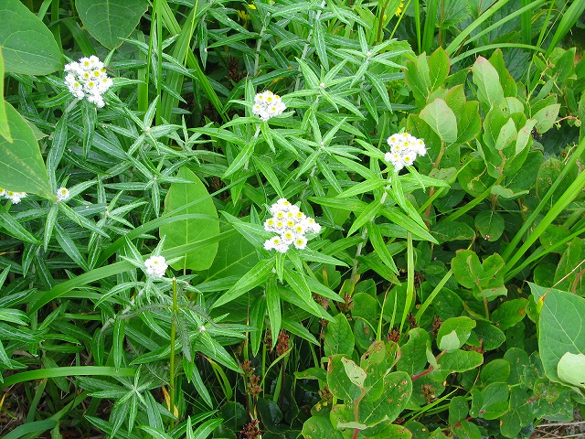 8月10日（金）　白馬岳の花達その2♪_b0097836_10322586.jpg