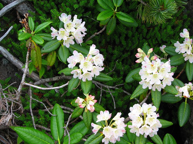 8月10日（金）　白馬岳の花達その2♪_b0097836_10401531.jpg