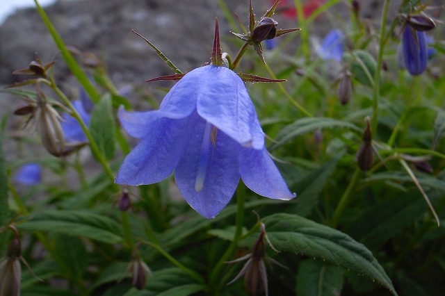 8月10日（金）　白馬岳の花達その2♪_b0097836_10404979.jpg