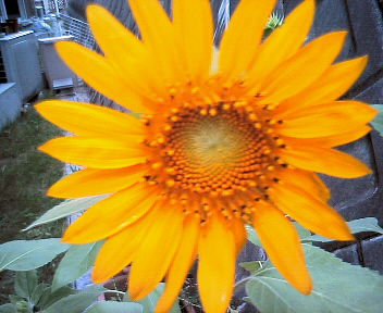 e0100046_172029.jpg