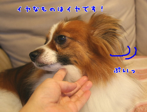 d0013149_15591.jpg
