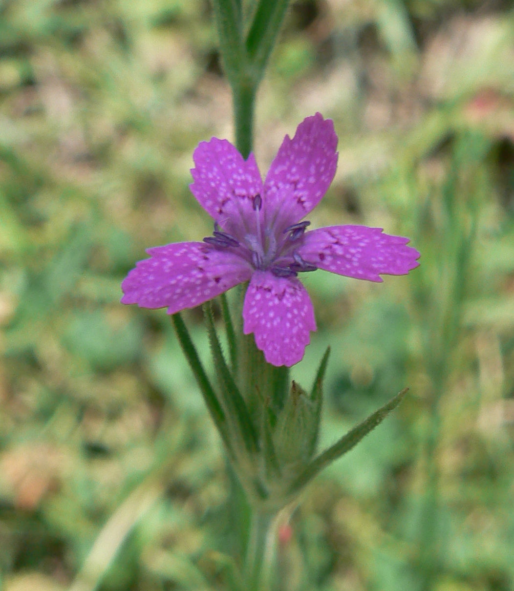 d0091754_1104891.jpg