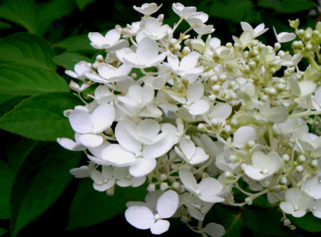 d0091754_1335093.jpg