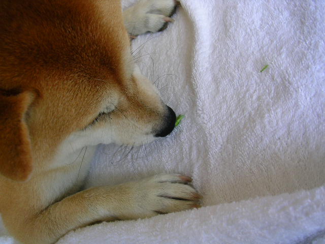 2007年8月13日(月)・・・吠えおんな!_f0060461_8571222.jpg