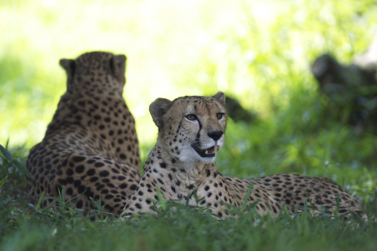 多摩動物公園102_e0060169_641898.jpg