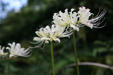 武蔵丘陵森林公園_a0027275_1746791.jpg