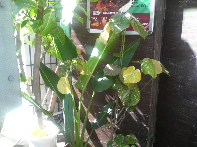 植物_a0075684_21102268.jpg