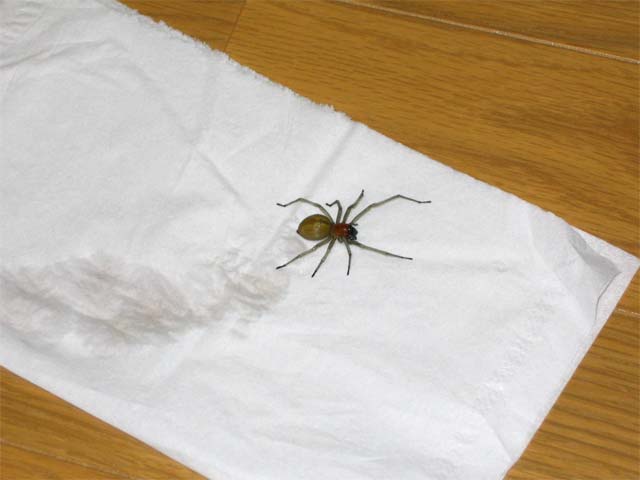 自宅に帰ってくると台所に一匹のクモが死にかけていました_b0025008_21344255.jpg