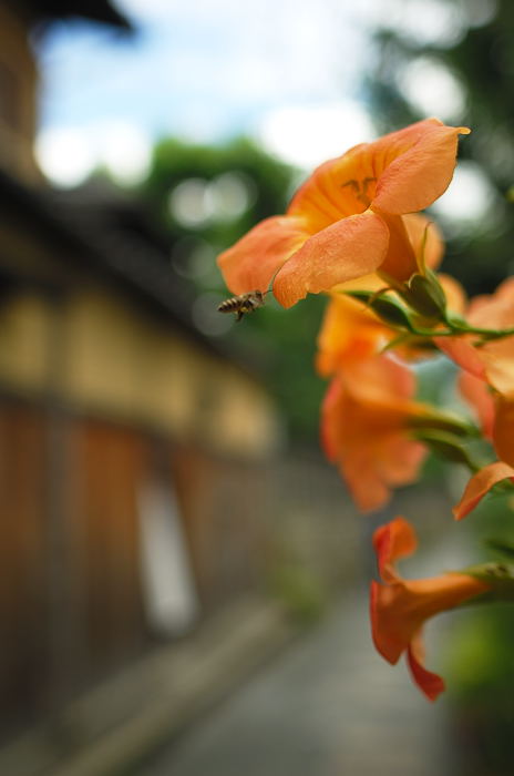 夏の花_f0032011_20305696.jpg