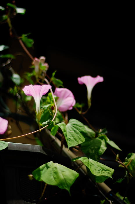 夏の花_f0032011_2031595.jpg
