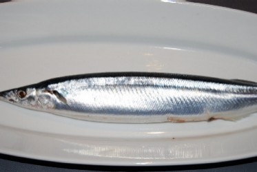 秋刀魚_e0025817_2405568.jpg