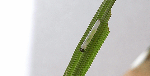 c0042548_9381864.gif