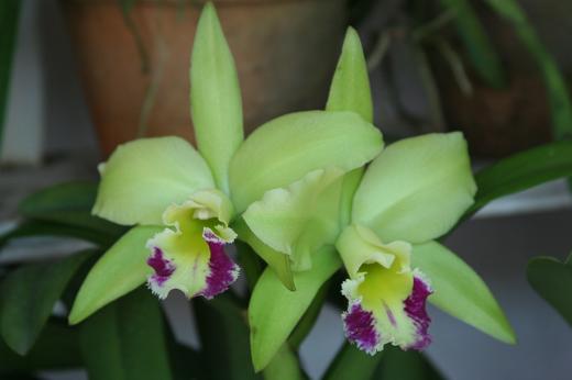 ラン科 Orchidaceae えるだまの植物図鑑