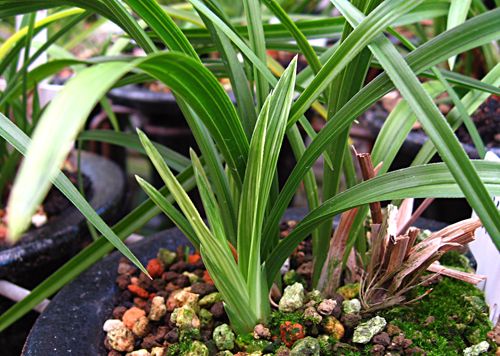 日本春蘭】幽谷殿(縞花・縞柄斑)