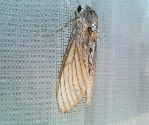 網戸に羽先まで６センチ位の 羽虫 がしっかり留っています 昆虫ブログ むし探検広場