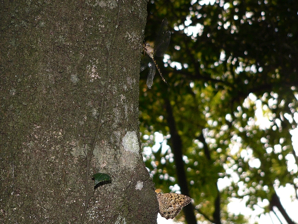 e0002314_21121393.jpg