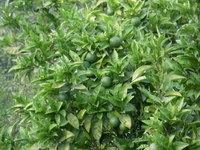 f0133814_16041.jpg