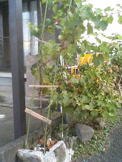 b0094717_17245619.jpg