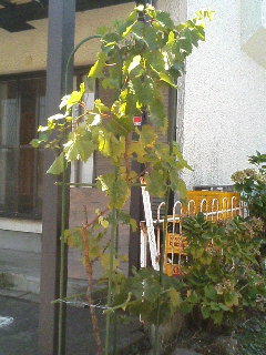 b0094717_1728826.jpg