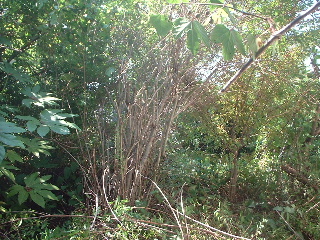 伐採作業_f0031037_19431064.jpg