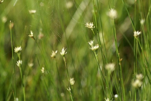 ミカヅキグサ カヤツリグサ科 気まぐれな植物図鑑