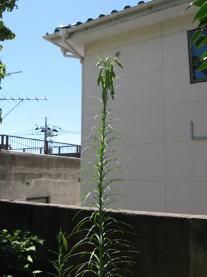 e0110940_14242412.jpg