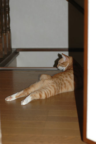 リラックス度 ナンバー1_d0084952_13391793.jpg