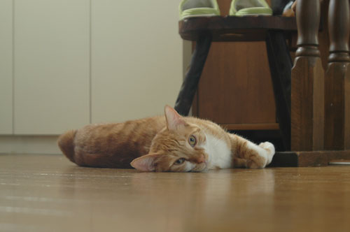リラックス度 ナンバー1_d0084952_1339610.jpg