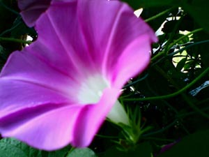 ☆おひさま、おはようございます☆_c0092953_1322136.jpg