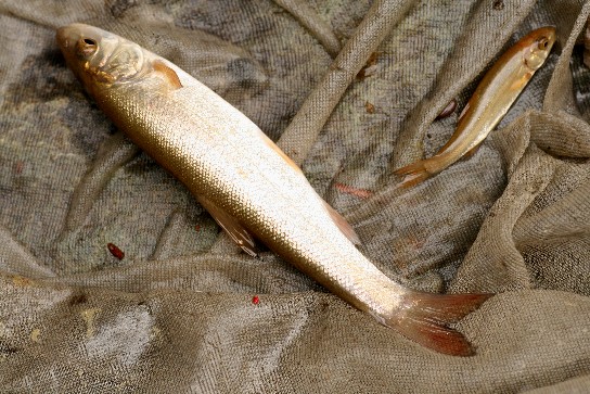 道北地方に棲む淡水魚・・・・・その１_f0000866_733589.jpg