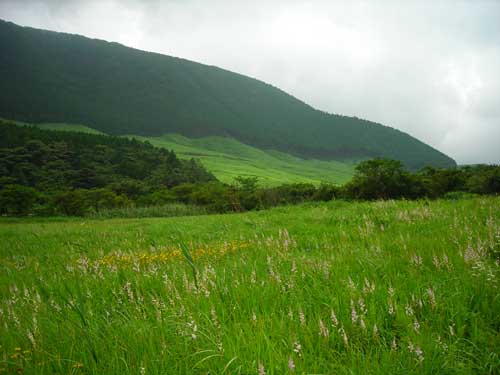 箱根湿生花園Ｎｏ．3_e0097770_411302.jpg