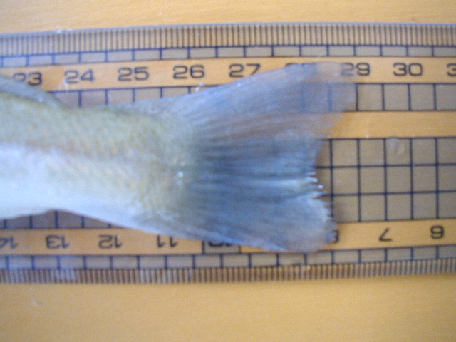 Big1キス_a0077071_749088.jpg