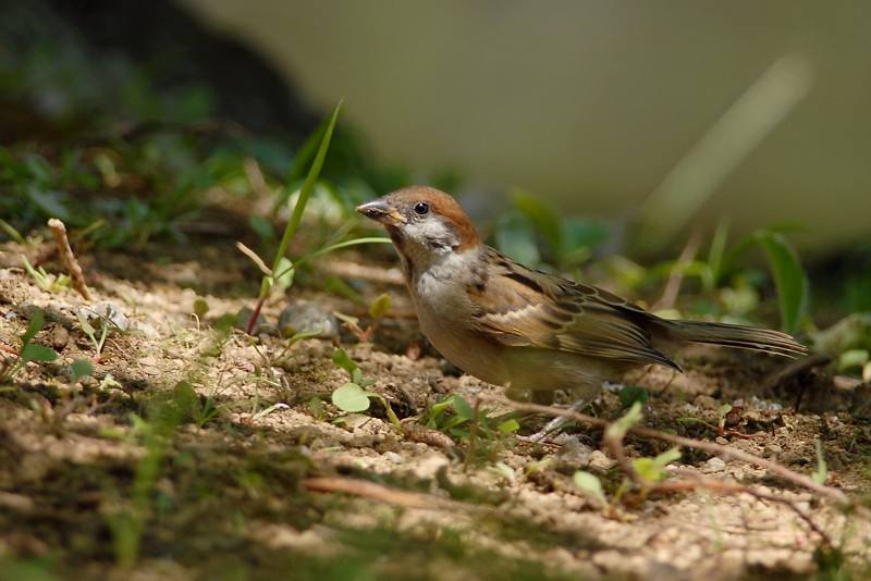 スズメ 若鳥_f0053272_14115282.jpg