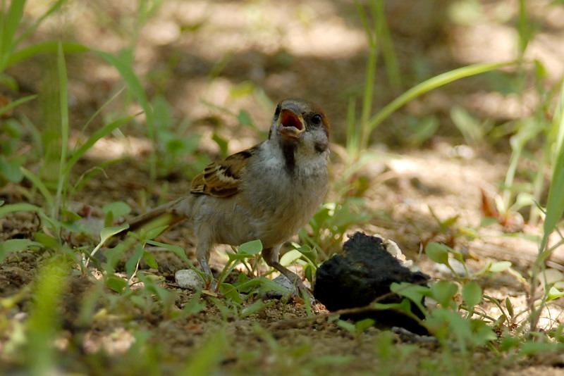 スズメ 若鳥_f0053272_14124778.jpg