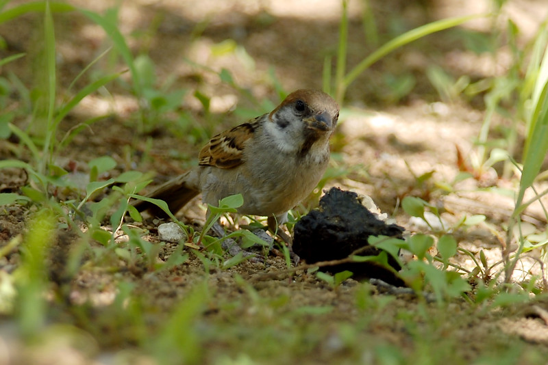 スズメ 若鳥_f0053272_14133245.jpg