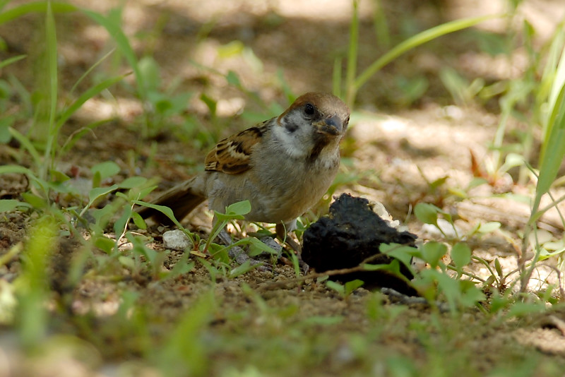 スズメ　若鳥_f0053272_14133245.jpg