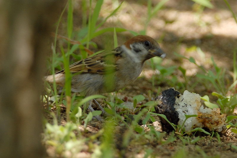 スズメ 若鳥_f0053272_14135117.jpg